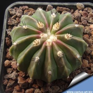 Melocactus caesius v. guaricensis f. inermis (brevispinus)