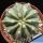 Melocactus caesius v. guaricensis f. inermis (brevispinus)