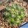 Mammillaria deherdtiana