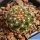 Mammillaria deherdtiana