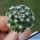 Mammillaria deherdtiana