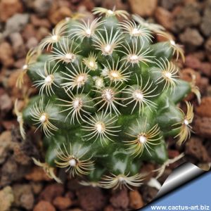 Mammillaria deherdtiana