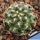 Mammillaria deherdtiana