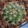 Mammillaria deherdtiana
