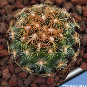 Mammillaria deherdtiana