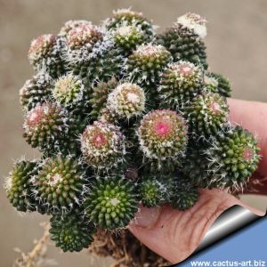 Mammillaria sartorii f. inermis monstrosa