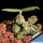 Pseudolithos dodsonianus