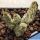 Pseudolithos dodsonianus