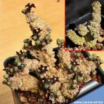 Pseudolithos dodsonianus