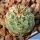 Strombocactus corregidorae VM974 Maconi, Queretaro, Mexico