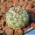 Strombocactus corregidorae VM974 Maconi, Queretaro, Mexico