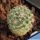 Pediocactus paradinei (seedling)