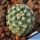 Pediocactus paradinei (seedling)