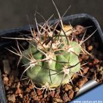 Acanthocalycium thionanthum v. griseum KAS429.1