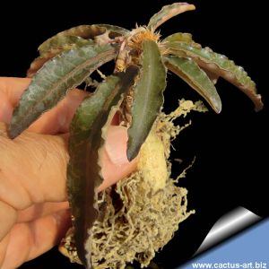 Euphorbia francoisii v. crassicaulis rubra hybrid Madagascar