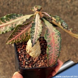 Euphorbia francoisii v. crassicaulis rubra hybrid Madagascar