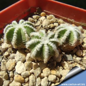 Aztekium hintonii f. minor GCG13116, South of Río San José, Nuevo Leon, Mexico. 8-10 mm