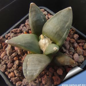 Ariocarpus retusus v. minimus PP569 Ejido Nuncio, Coahuila, Mexico