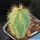 Pilosocereus magnificus