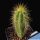 Pilosocereus magnificus