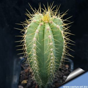 Pilosocereus magnificus