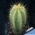 Pilosocereus magnificus