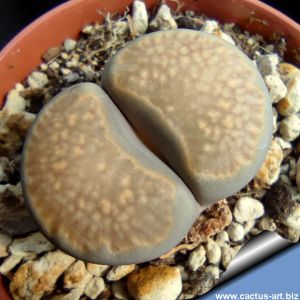 Lithops salicola C034 10km North-West of Luckhoff, Orange Free State (Type locality)