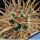 Toumeya papyracantha (seedling)