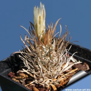 Toumeya papyracantha (seedling)