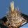 Toumeya papyracantha (seedling)