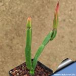 Euphorbia sipolisii Serra do Espinhaco, Minas Gerais, Brazil