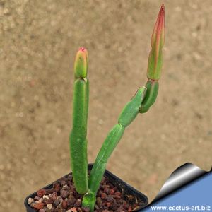Euphorbia sipolisii Serra do Espinhaco, Minas Gerais, Brazil