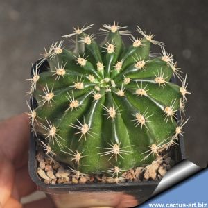 Echinopsis hybrid cv. GRATITUDE