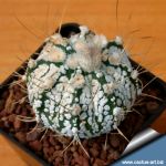 Astrophytum hybrid CAP-SK (capricorne x SUPERKABUTO) Mixed pattern