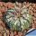 Astrophytum hybrid CAP-SK(capricorne x SUPERKABUTO) Mixed pattern
