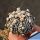 Astrophytum hybrid CAP-SK(capricorne x SUPERKABUTO) Mixed pattern