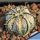 Astrophytum hybrid CAP-SK(capricorne x SUPERKABUTO) Mixed pattern