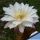 Trichopsis (Trichocereus x Echinopsis hybrid) cv. ESMERALDA (TS126)