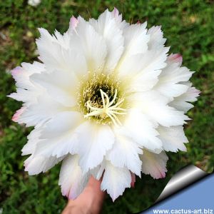 Trichopsis (Trichocereus x Echinopsis hybrid) cv. ESMERALDA (TS126)