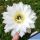 Trichopsis (Trichocereus x Echinopsis hybrid) cv. ESMERALDA (TS126)