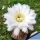 Trichopsis (Trichocereus x Echinopsis hybrid) cv. ESMERALDA (TS126)