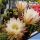 Trichopsis (Trichocereus x Echinopsis hybrid) cv. ESMERALDA (TS126)
