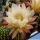 Trichopsis (Trichocereus x Echinopsis hybrid) cv. ESMERALDA (TS126)
