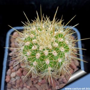Lobivia formosa v. tarijensis 'poco' (Helianthocereus poco)