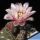 Gymnocalycium quelianum P197 Alta Gracia, Cordoba, Argentina, 750m