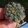 Gymnocalycium quelianum P197 Alta Gracia, Cordoba, Argentina, 750m
