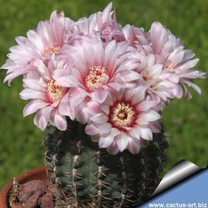 Gymnocalycium quelianum P197 Alta Gracia, Cordoba, Argentina, 750m