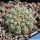 Gymnocalycium quelianum P197 Alta Gracia, Cordoba, Argentina, 750m