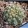Gymnocalycium quelianum P197 Alta Gracia, Cordoba, Argentina, 750m