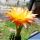Trichopsis (Trichocereus x Echinopsis hybrid) cv. GEZACKT (L8/22)